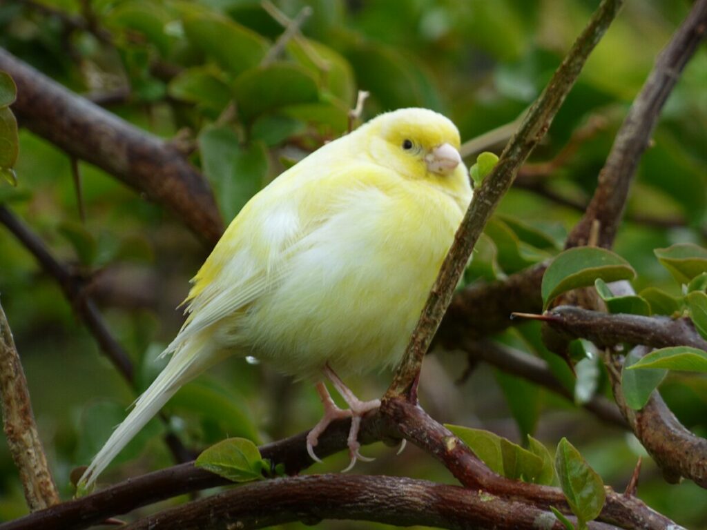 Feral yellow canary at Midway Atoll