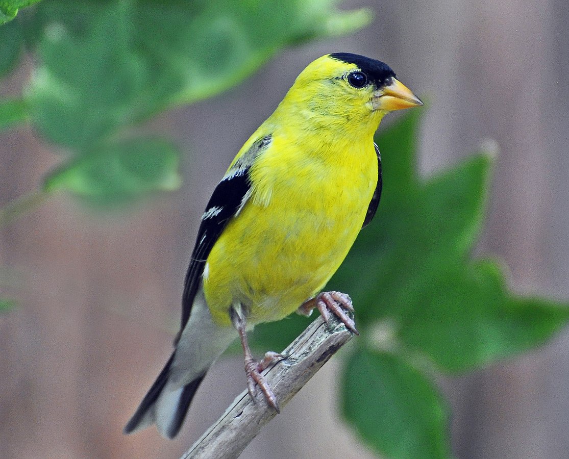 A male American Goldfinch in summer plumage in Michigan, USA