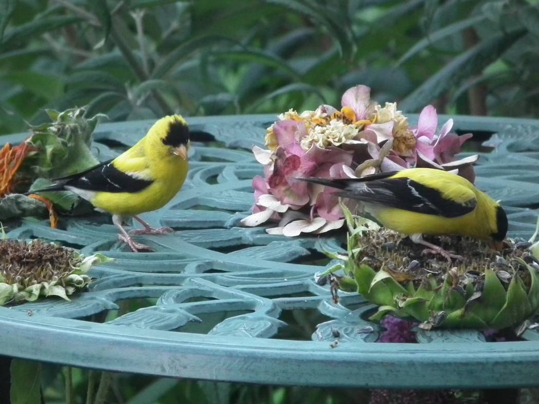 Yellow Finches Feeding from sunflower heads