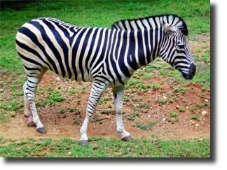zebras_habitat2-4270547