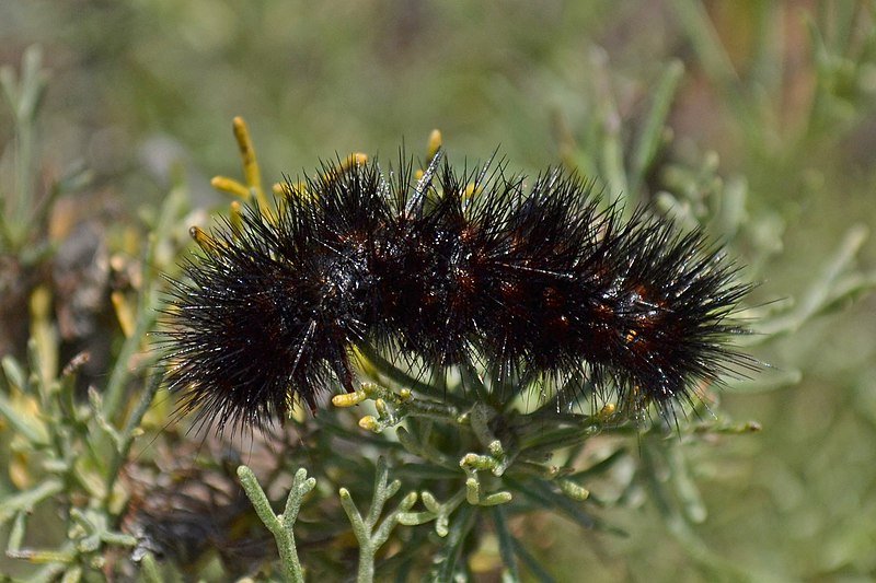Closeup of fuzzy black caterpillar
