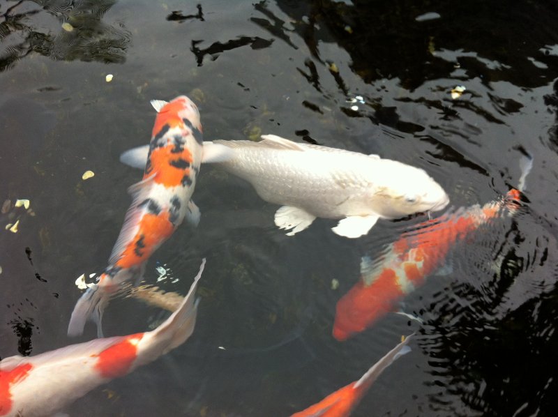 Coy fish swimming around in a pond