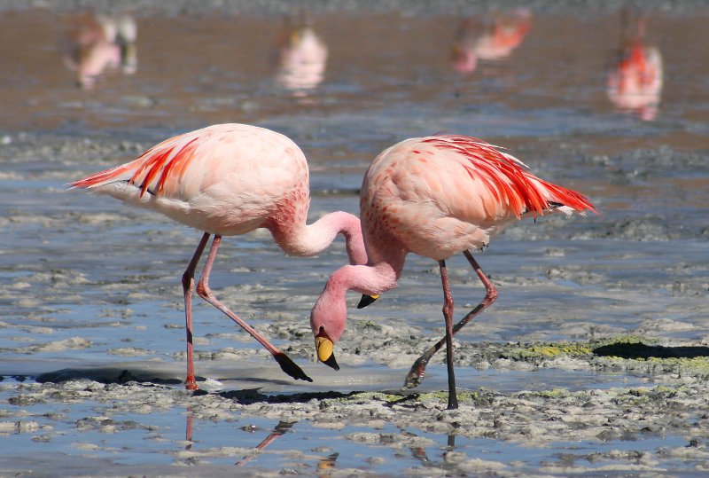 Flamingos walking and eating around the lake