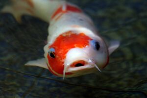 Close-ups of coy fish