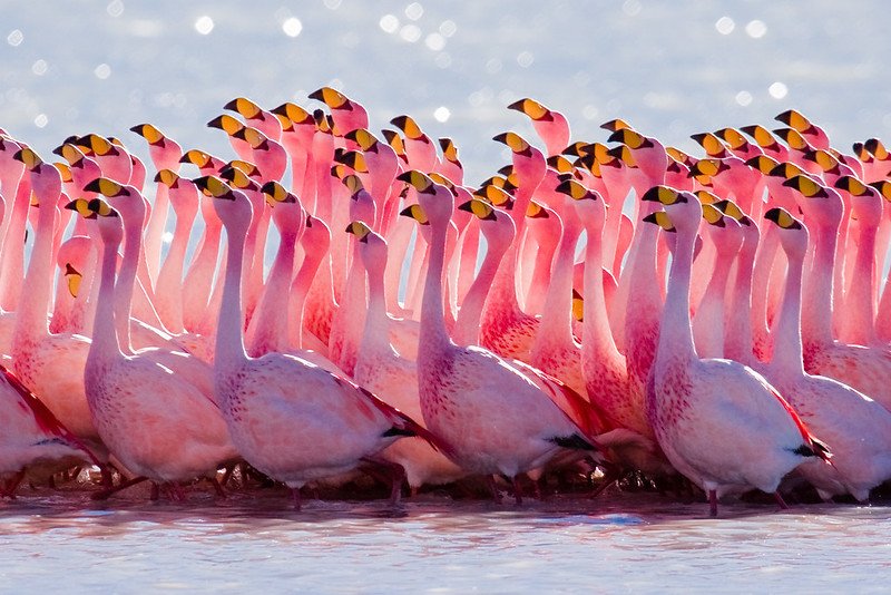 Flock of flamingo looking in one direction 