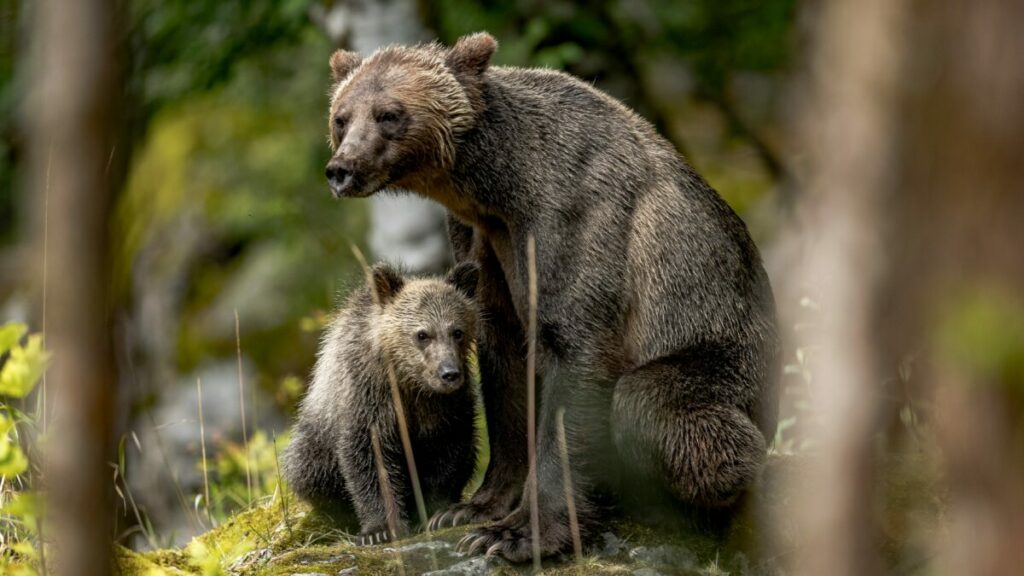 "Grizzly Interactions" is a riveting documentary that provides a rare glimpse into the complex social dynamics of North America's mighty grizzly bears.