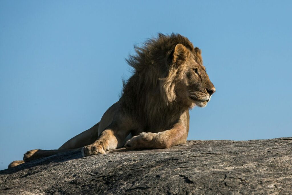 An awe-inspiring image of an African lion, proudly standing on a rocky outcrop, surveying its savanna kingdom with a regal demeanor.