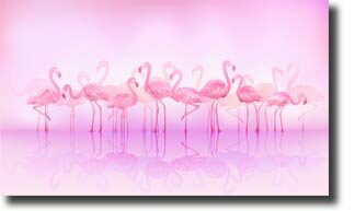 what_do_flamingos_eat2-9015555