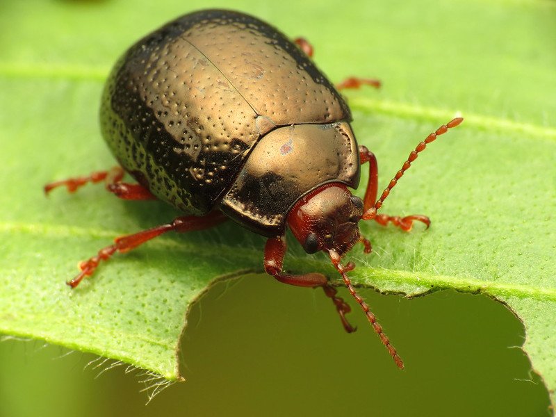 Closeup of beetle eating leaf