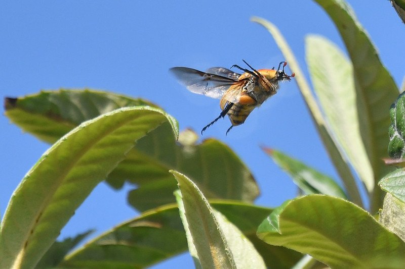 View of beetle flying from Loquat tree to other