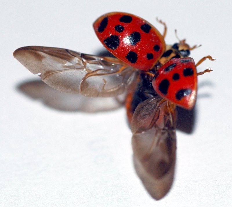 Closeup of lady beetle about to fly