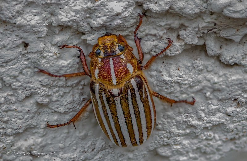 Closeup of June Bug beetle