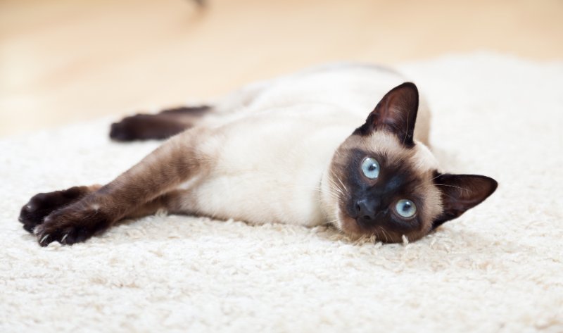 Siamese kitten lying on the mat