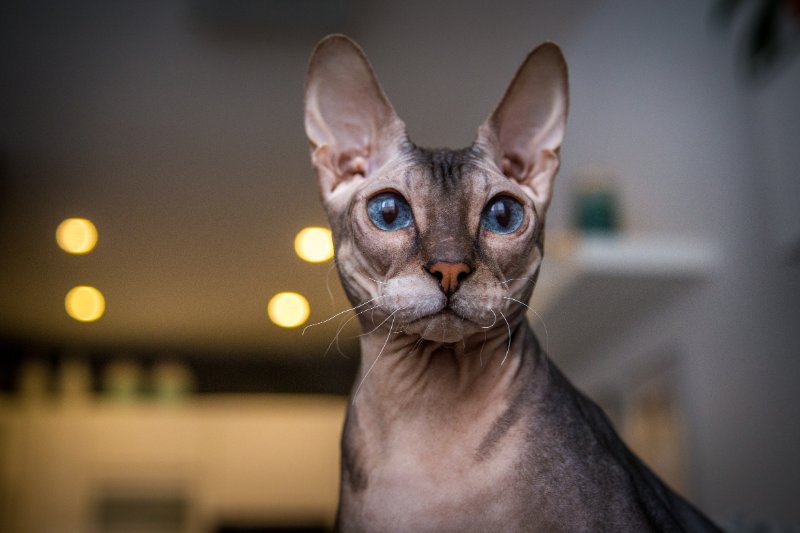 The Don Sphynx looking at the camera
