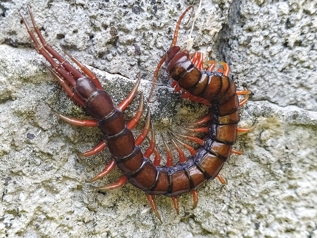 Explore the striking world of centipede appearances and countenances through a series of images highlighting their unique colors, sizes, and distinct characteristics.