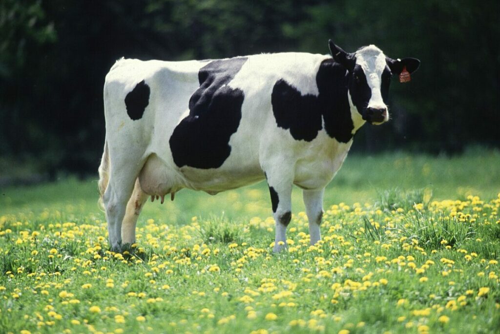 A Holstein cow with prominent udder and less muscle than is typical of beef breeds