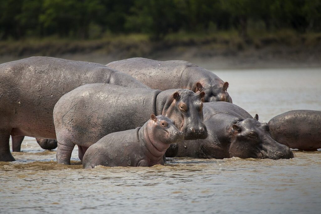 A pod at the Saadani National Park with Hippo family