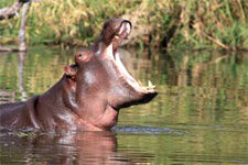 Where Do Hippos Live 1 where_do_hippos_live2-5721427