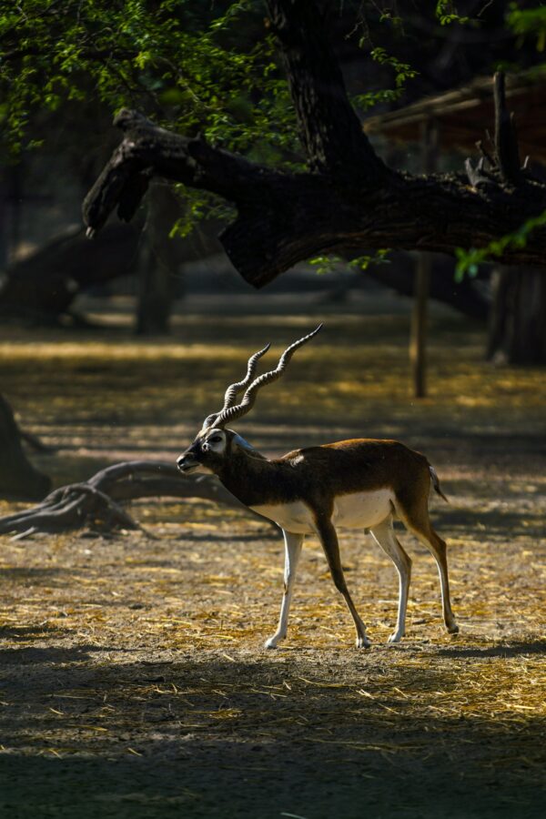 This image presents amazing life facts of the black buck antelope, highlighting its remarkable speed, social structure, and preferred habitat.