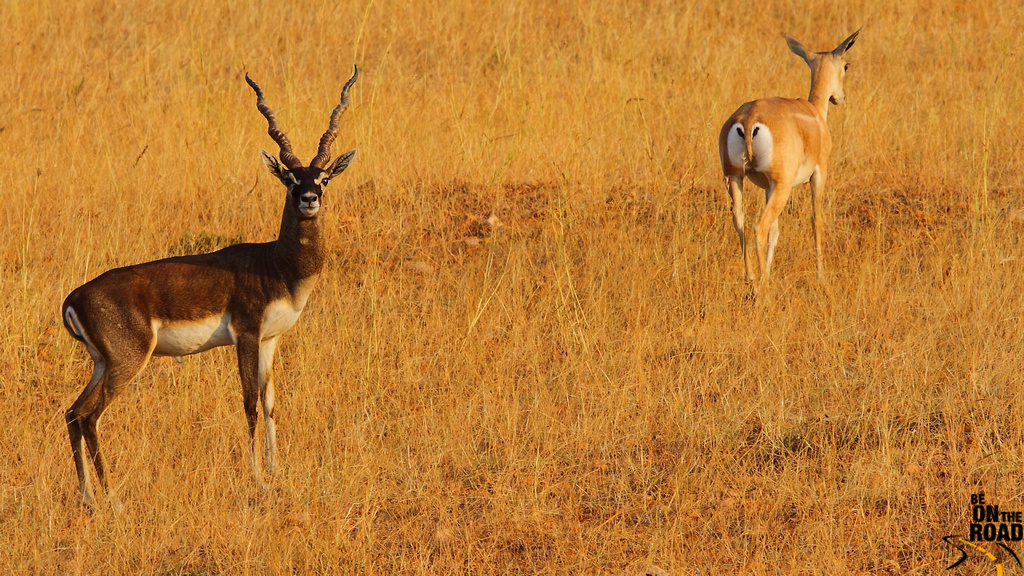 This portrays the intriguing social structure of black buck antelopes, emphasizing their tendency to form hierarchical herds led by dominant males.