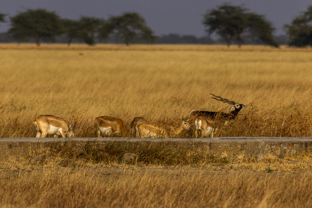 This image highlights critical concerns facing the black buck antelope, emphasizing threats such as habitat loss due to urbanization, poaching for their prized horns and meat, and human encroachment leading to fragmentation of their natural habitats.