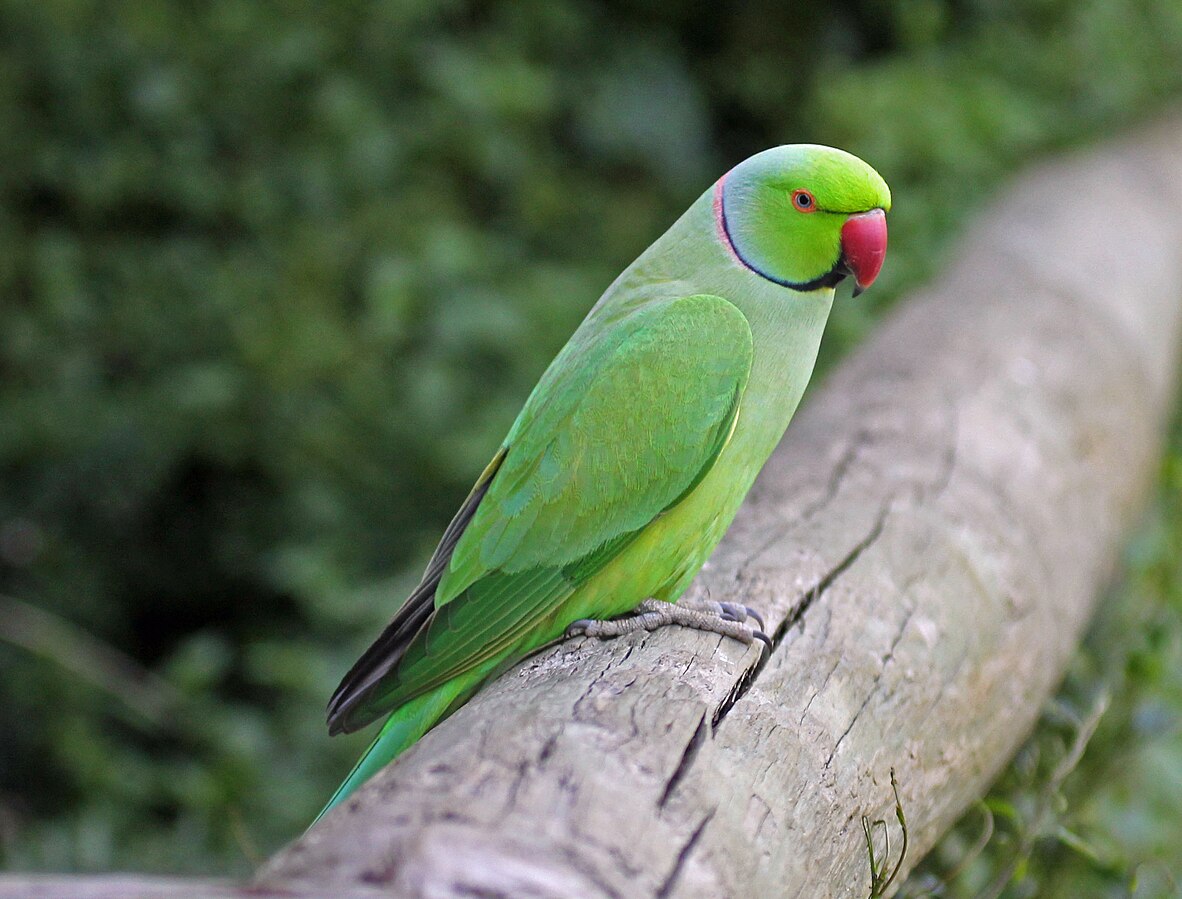 A rose-ringed parakeet
