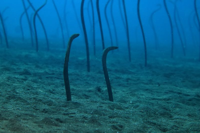 Habitat of sand eels underwater