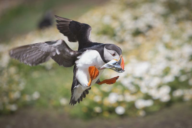 Atlantic Puffin flying with sand eels in beak to land on Skomer Island, Pembrokeshire, Wales
