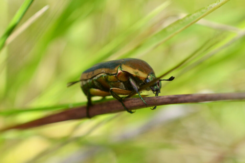 Close-up view of an emerald green beetle on a stem.