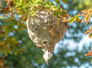 Gain insights into identifying crucial signs indicating the presence of a hornet nest through our informative guide.