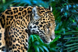 Jaguar in the jungle and among foliage