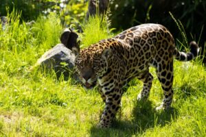 Jaguar walking in the wild