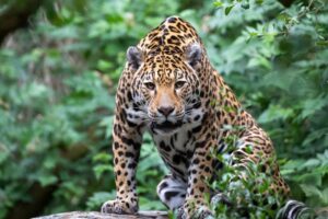 Spotted jaguar up close shot
