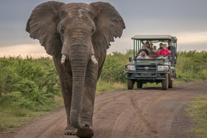 Elephant walking towards camera