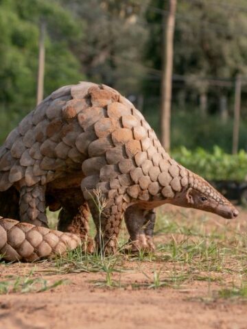 The Enigmatic World of Pangolins: Discover the Secrets of Earth’s Most Unique Mammal