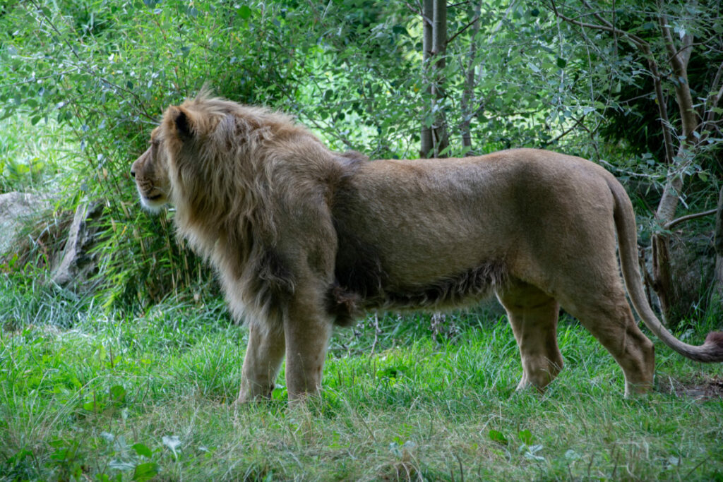 Huge Male Asian Lion