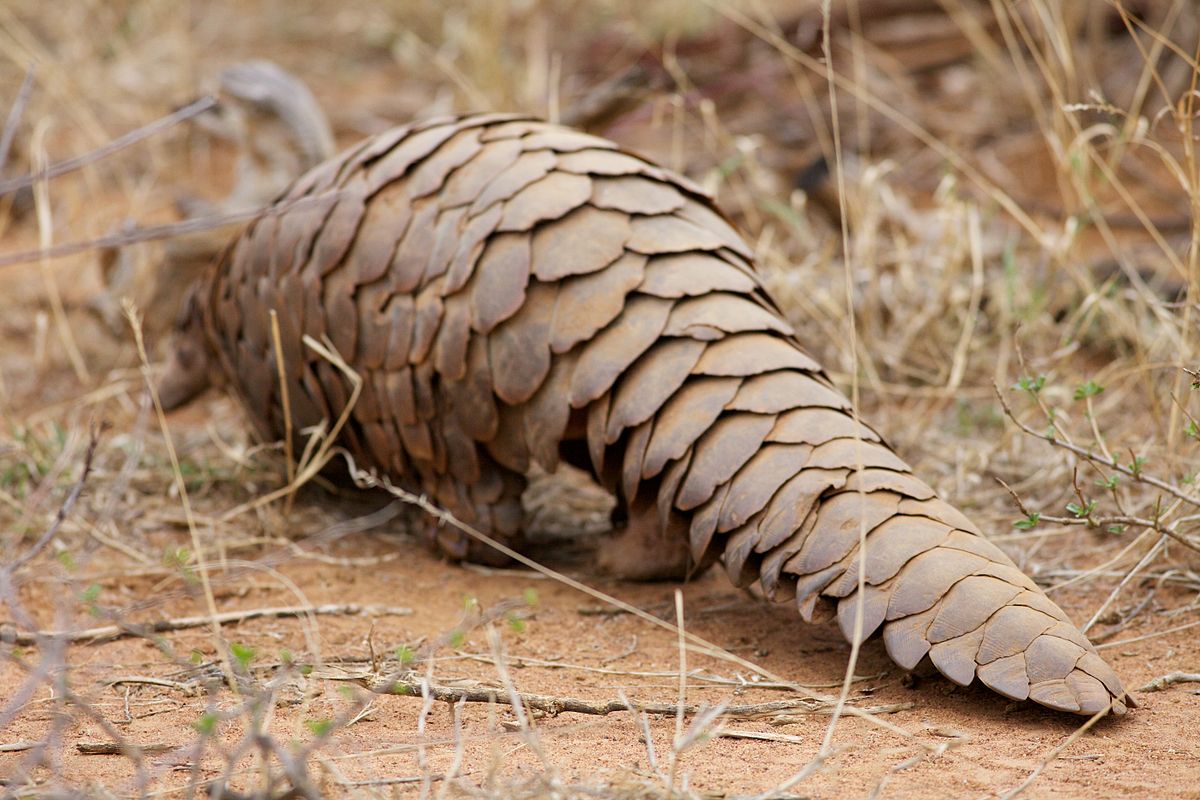 Ground Pangolin at Madikwe Game Reserve in South Africa.