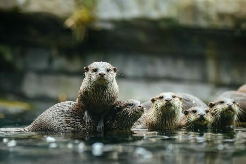Group of Otters in Ree Safari Park