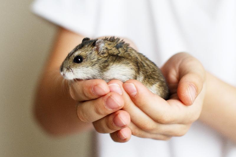 Hamster in the child's hands close up shot