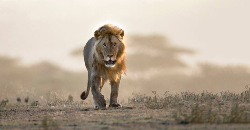 Lone huge male lion