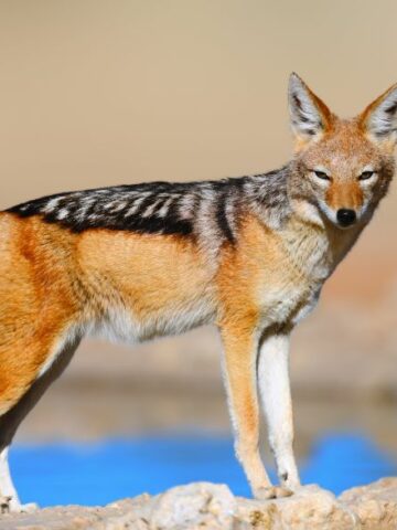 The Dire Consequences of the Illegal Jackal Trade: A Threat to Wildlife and Biodiversity