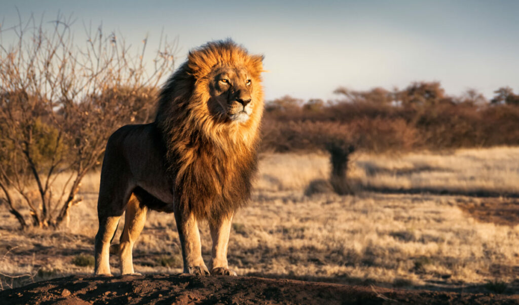 Lion standing alone