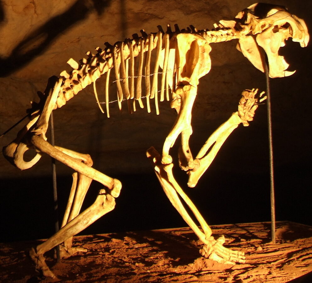 MarsupiaL lion Skeletonto exhibit