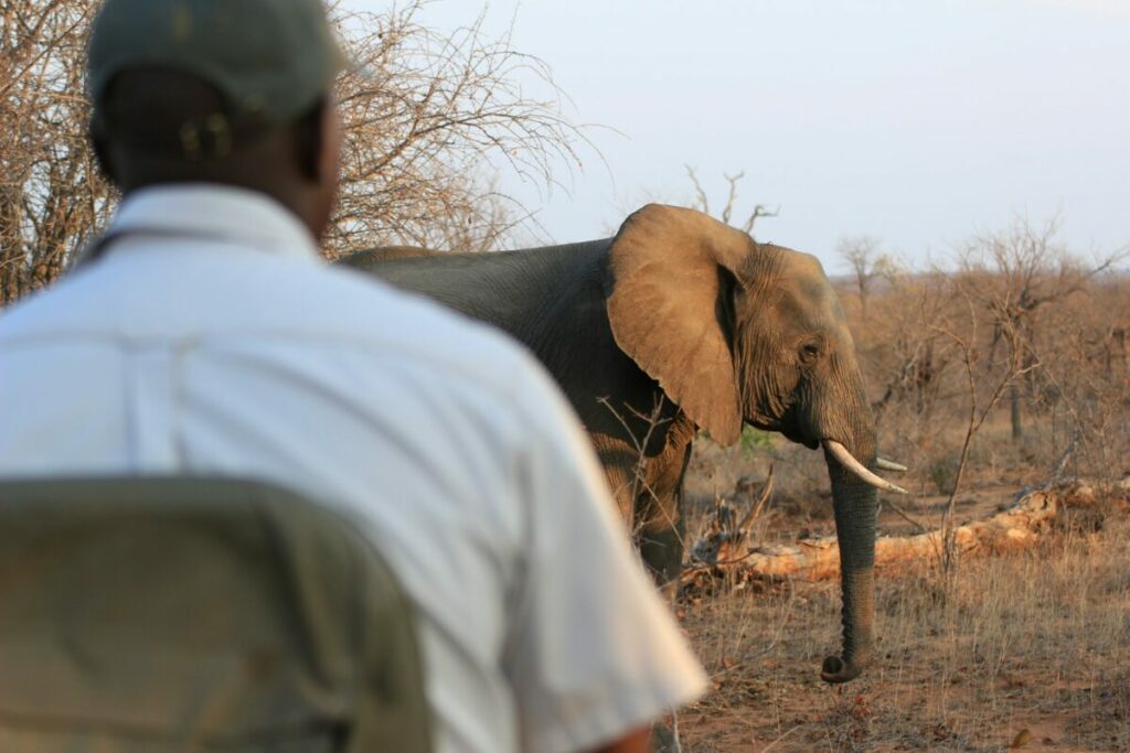 Ranger looking after an elephant