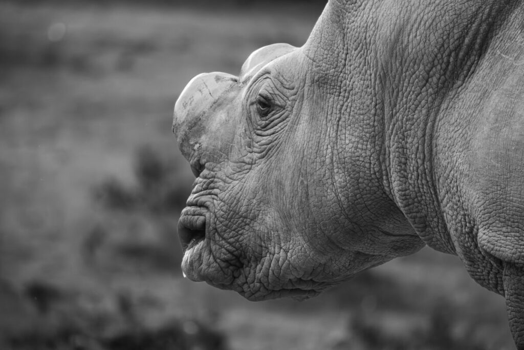 Rhino without horns