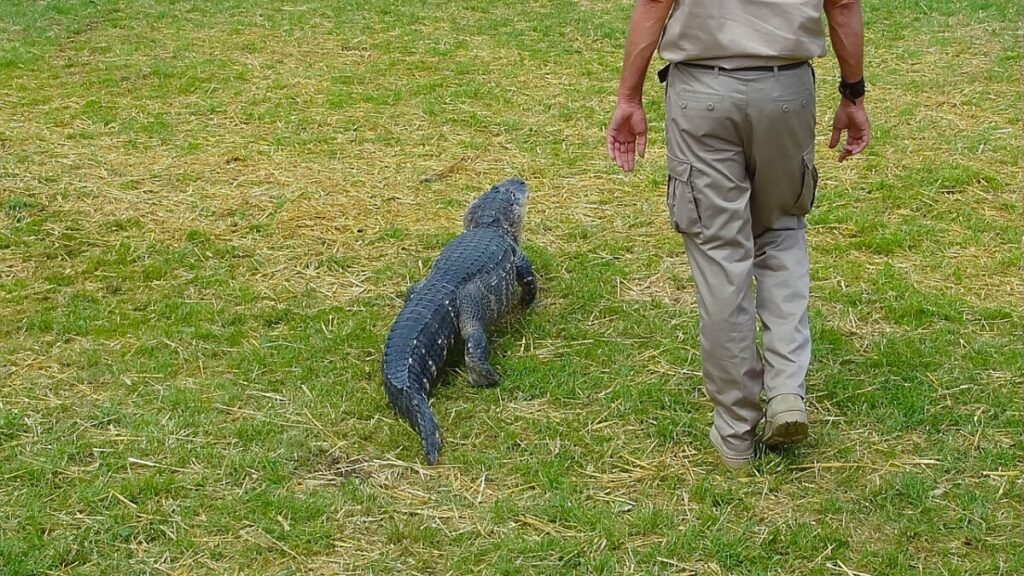 Wildlife Ranger with a crocodile