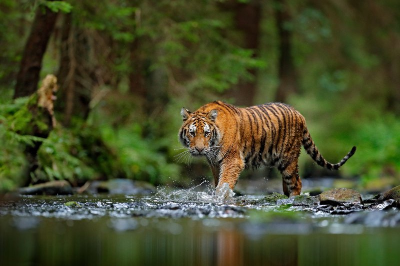 tiger walking in river water