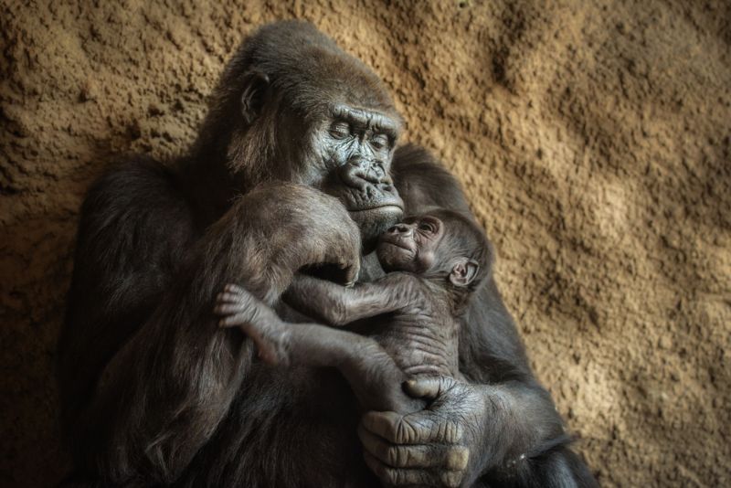 24-year-old Western lowland gorilla and its six-week-old baby