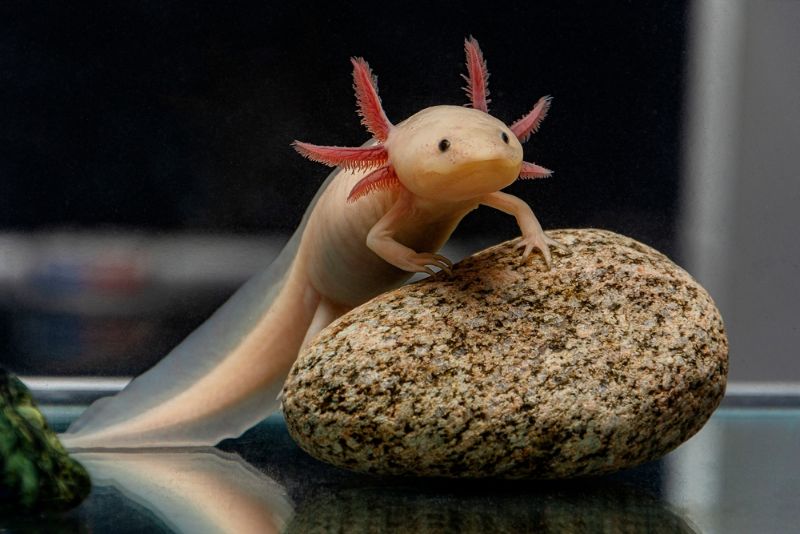 Axolotl Axolotl on a stone