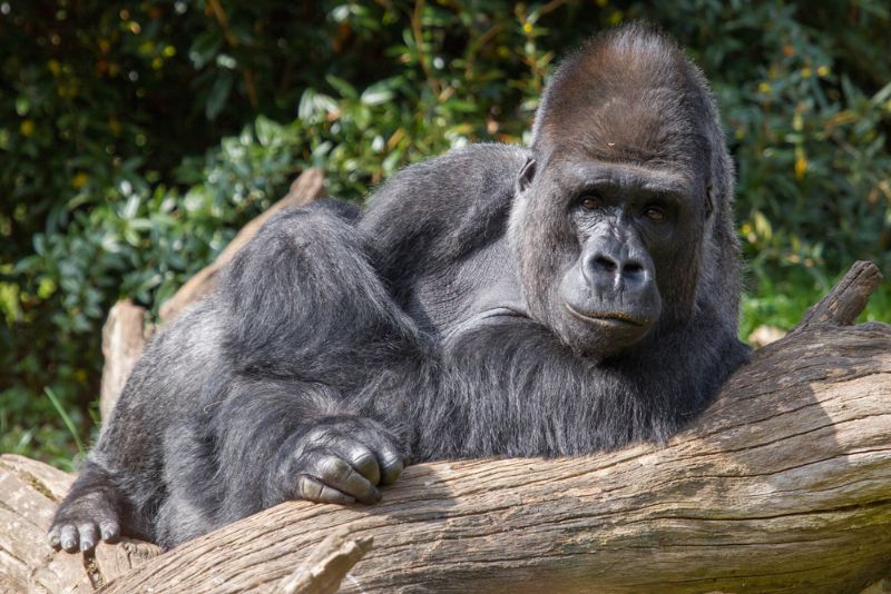 Big Gorilla Big Gorilla